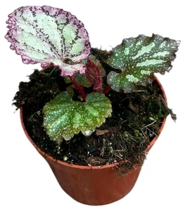 Begonia 'Pink Panther' - image 3