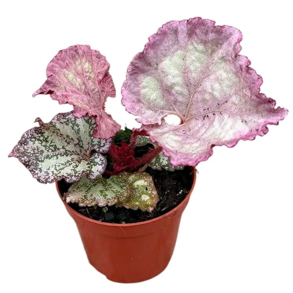 Begonia 'Pink Panther' - image 1