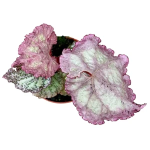 Begonia 'Pink Panther' - image 2