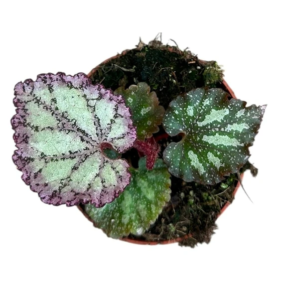 Begonia 'Pink Panther' - image 4