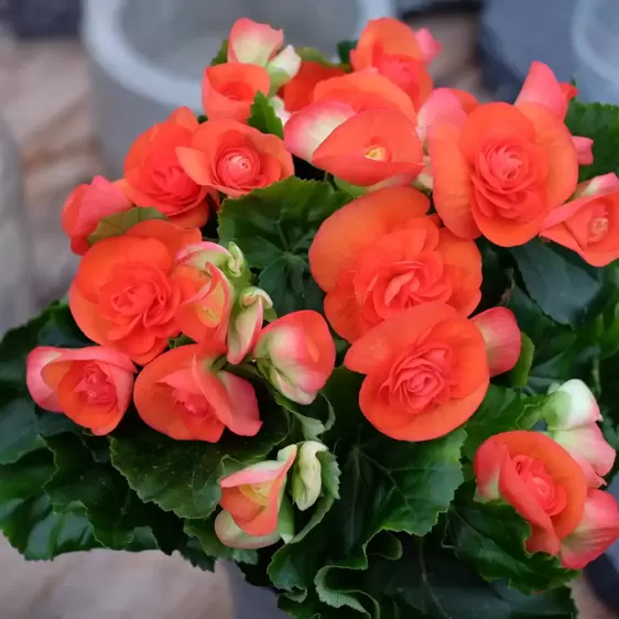 Begonia 'Reina' - image 2