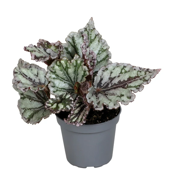 Begonia rex 'Spirit of Sumatra'