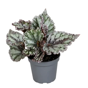 Begonia rex 'Spirit of Sumatra'