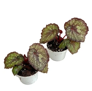 Begonia rex 'Super Universe'