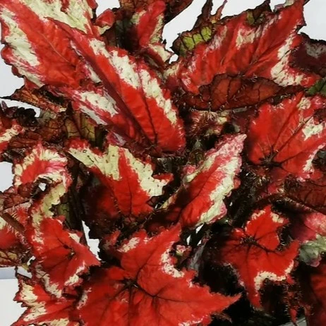 Image Credit: Dibleys Nurseries