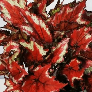 Image Credit: Dibleys Nurseries