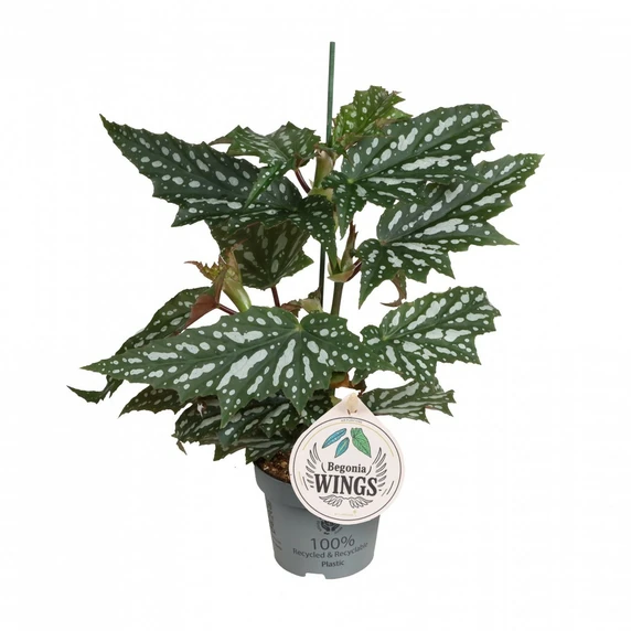 Begonia 'Sherwood Forest' 12cm - image 2