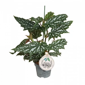 Begonia 'Sherwood Forest' 12cm - image 2