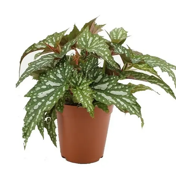 Begonia 'Sherwood Forest' 12cm - image 1