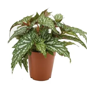 Begonia 'Sherwood Forest' 12cm - image 1