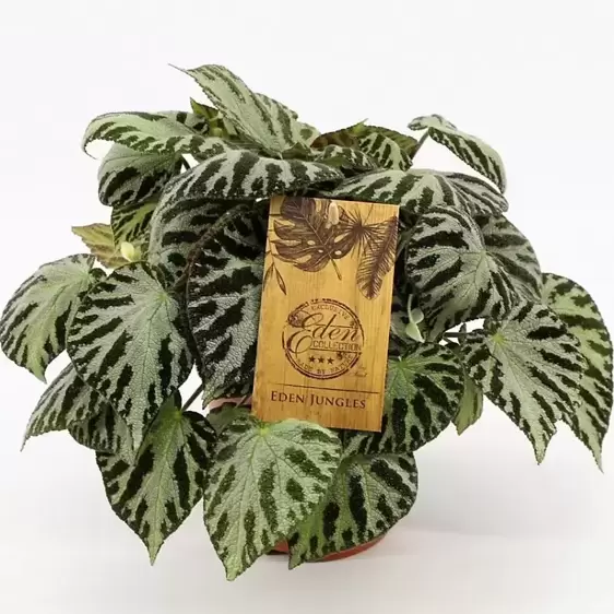 Begonia 'Silver Jewel'