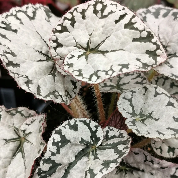 Image Credit: Dibleys Nurseries