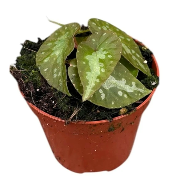 Begonia 'Silver Moon' - image 1