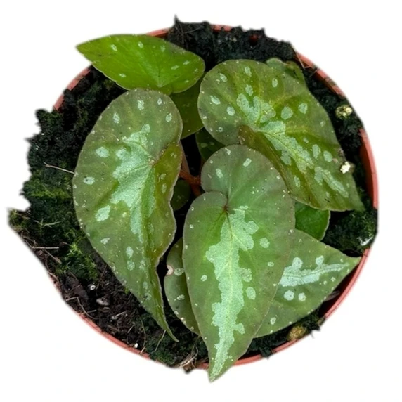 Begonia 'Silver Moon' - image 2