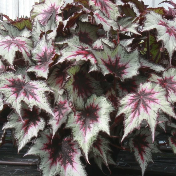 Image Credit: Dibleys Nurseries