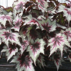 Image Credit: Dibleys Nurseries