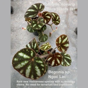 Begonia sp. 'Ngoc Lac'