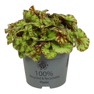 Begonia rex 'Spirit of Mauritius' - image 1