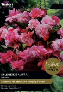 Begonia Splendide Alifra