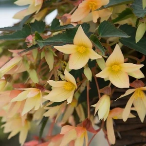 Begonia 'Starshine Calypso'