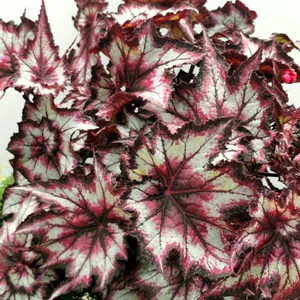 Image Credit: Dibleys Nurseries