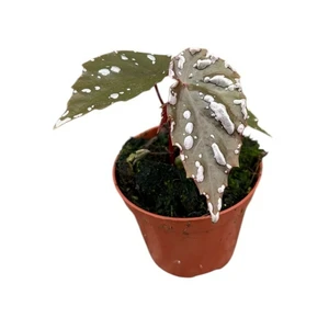 Begonia 'Sumatra Speckled'