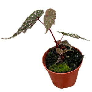 Begonia 'Sumatra Spotted' - image 1