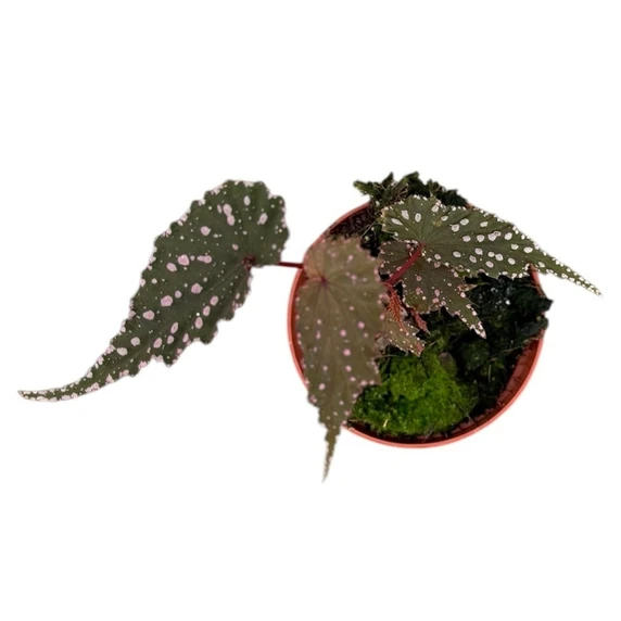 Begonia 'Sumatra Spotted' - image 2