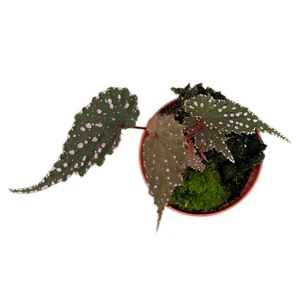 Begonia 'Sumatra Spotted' - image 2