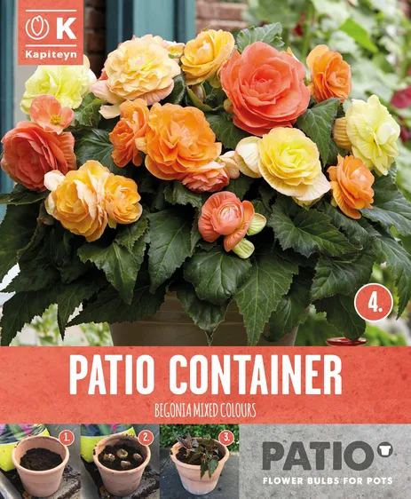 Begonia Sunshine Shades