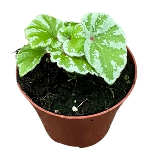Begonia 'Temuyuk Silver' - image 1