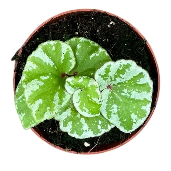 Begonia 'Temuyuk Silver' - image 2
