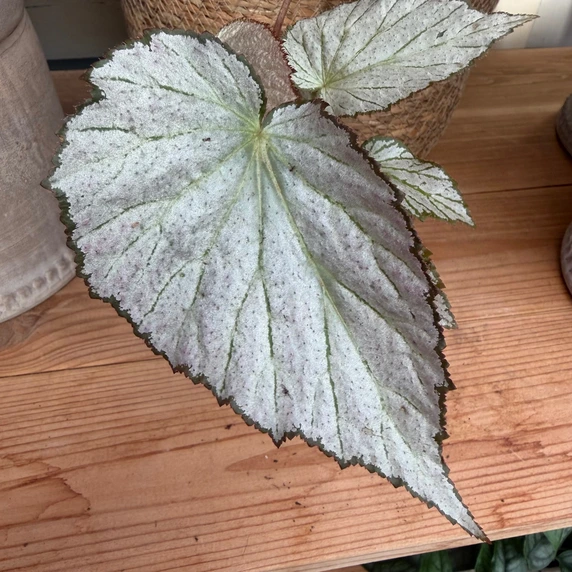 Begonia 'Two Face' - image 1