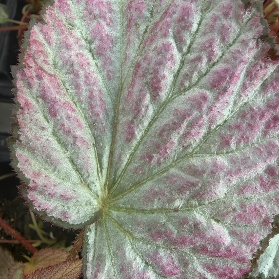 Begonia 'Two Face' - image 3