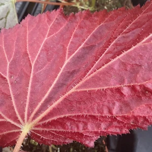 Begonia 'Two Face' - image 4