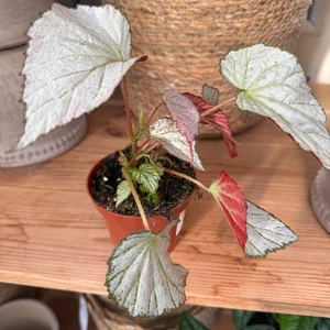 Begonia 'Two Face' - image 2