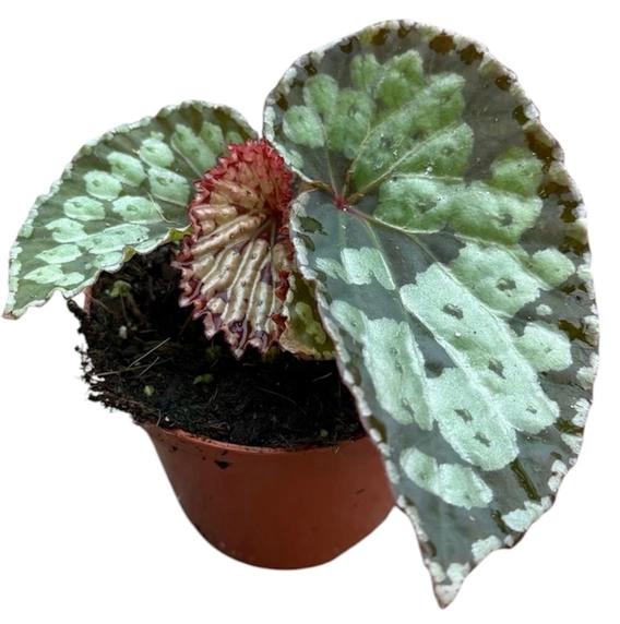 Begonia hybrid 'Umbrella'