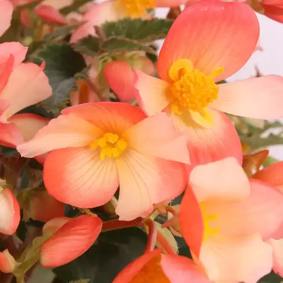 Begonia 'Waterfalls® Angel Falls Orange' - image 2