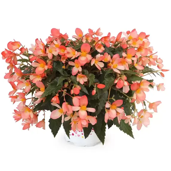 Begonia 'Waterfalls® Angel Falls Orange' - image 1