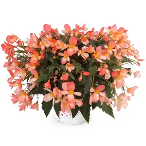 Begonia 'Waterfalls® Angel Falls Orange' - image 1