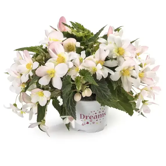 Begonia 'Waterfalls® Angel Falls Soft Pink'