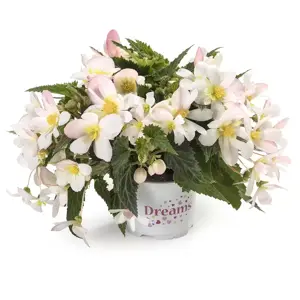 Begonia 'Waterfalls® Angel Falls Soft Pink'