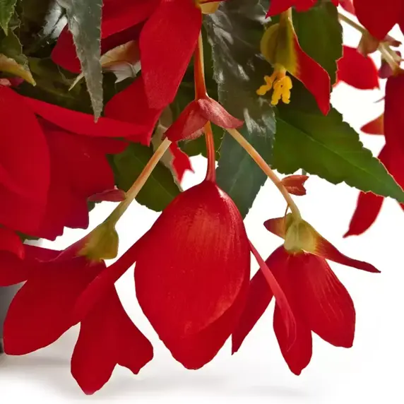 Begonia 'Waterfalls® Encanto Red' - image 2