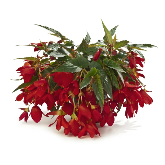 Begonia 'Waterfalls® Encanto Red' - image 1