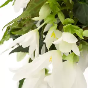 Begonia 'Waterfalls® Encanto White' - image 2