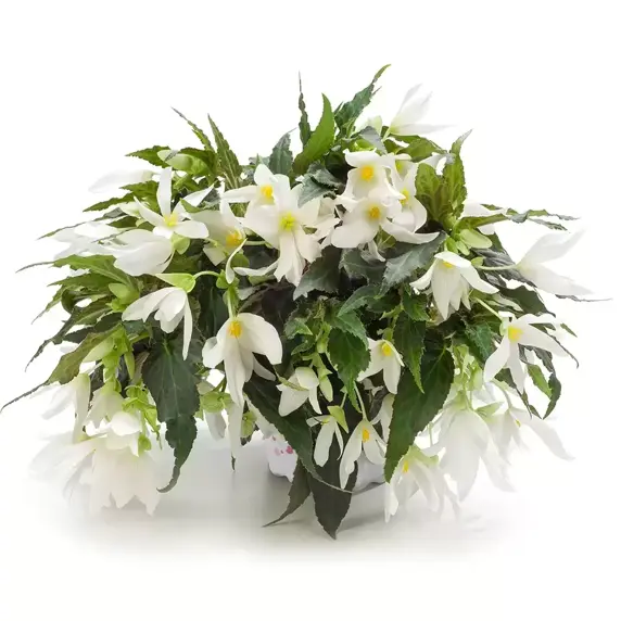 Begonia 'Waterfalls® Encanto White' - image 1