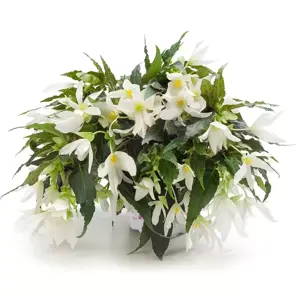 Begonia 'Waterfalls® Encanto White' - image 1