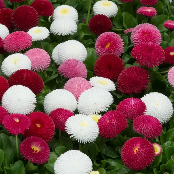 Bellis perennis 'Double Red'