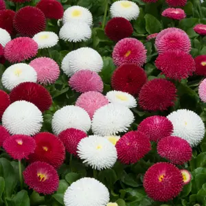 Bellis perennis 'Double Red'