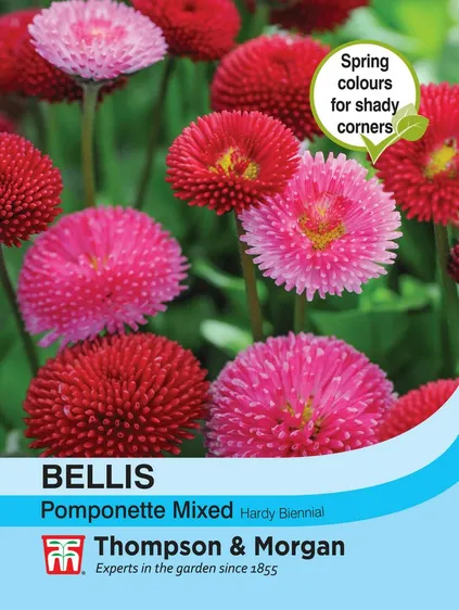 Bellis Pomponette Mixed - image 1